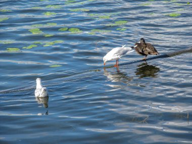 Suda yaban ördeği ve beyaz martılar. Ternopil, Ukrayna