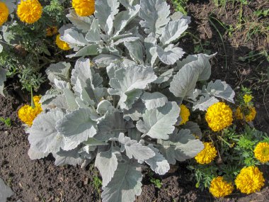 Ağustosta çiçek tarlasında çiğ taneleriyle yeşil süslemeli bitki örtüsü