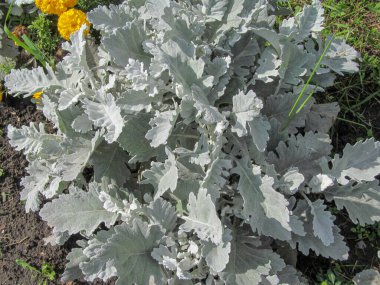 Ağustosta çiçek tarlasında çiğ taneleriyle yeşil süslemeli bitki örtüsü