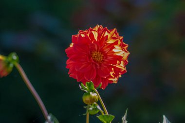 Bahçede taç yapraklı kırmızı çiçek