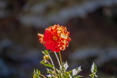 Bahçede taç yapraklı kırmızı çiçek