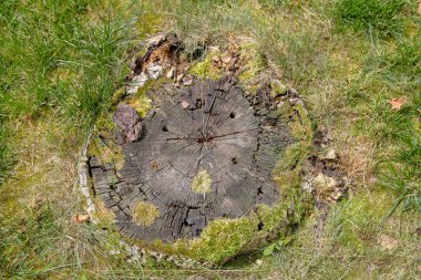 Bahçedeki eski ceviz kütüğü