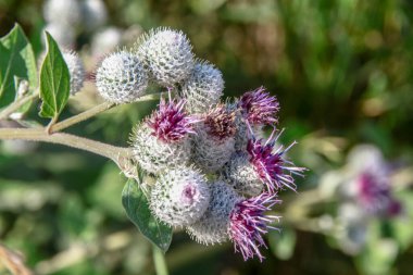 Devedikeni ve dulavrat otların arasında yol kenarında.