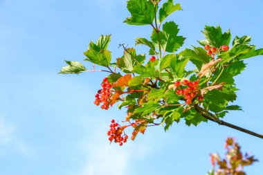 Çalılıklarda kırmızı viburnum var.