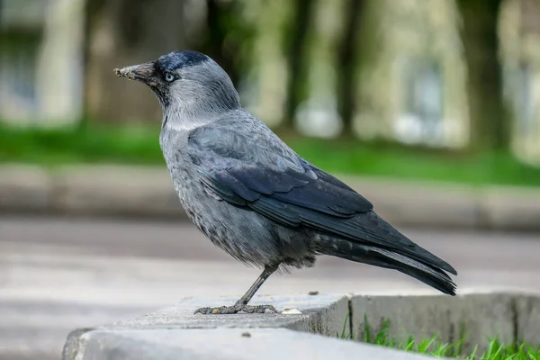 Een Gaai Een Zwarte Poort Zit Grond — Stockfoto