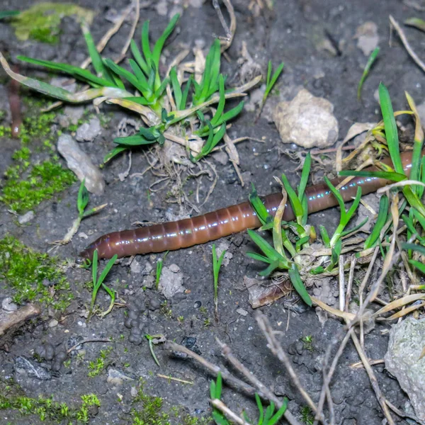 Ένα Κόκκινο Σκουλήκι Σέρνεται Στο Έδαφος Στο Γρασίδι — Φωτογραφία Αρχείου