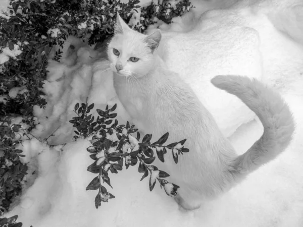 Liten Vacker Vit Katt Med Gula Ögon — Stockfoto