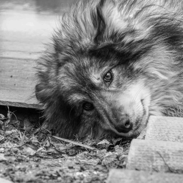 Svart Och Vitt Foto Ledsen Hund Koppel — Stockfoto