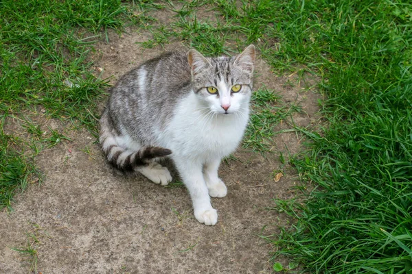 草の上には黄色い目の猫が座っている — ストック写真
