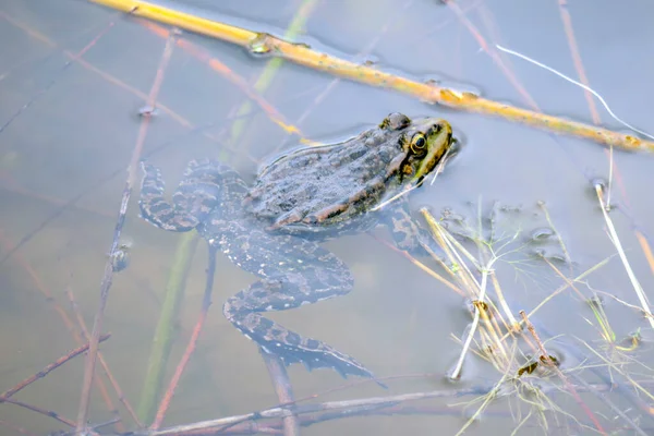 Groene Kikker Zwemt Het Water — Stockfoto