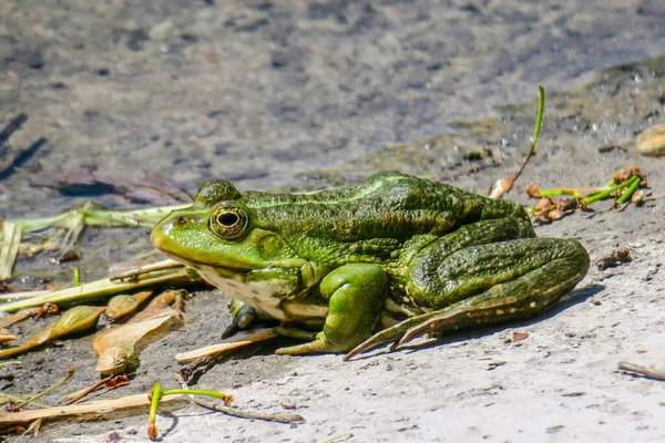 Schöner Grüner Frosch Sitzt Ufer Des Teiches — Stockfoto