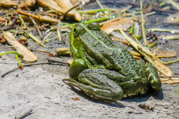 Schöner Grüner Frosch Sitzt Ufer Des Teiches — Stockfoto