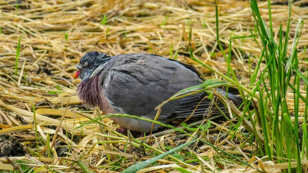 Velho Pombo Triste Dormindo Grama — Fotografia de Stock