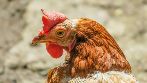 Photo Domestic Chicken Close — Stock Photo, Image