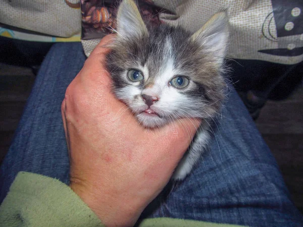 Glada Grå Liten Katt Hans Armar — Stockfoto