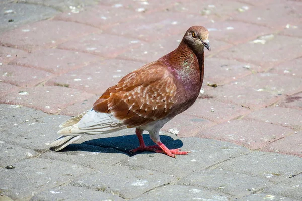 Güvercin Kaldırımda Oturuyor Sıcaktan Bıkmış — Stok fotoğraf