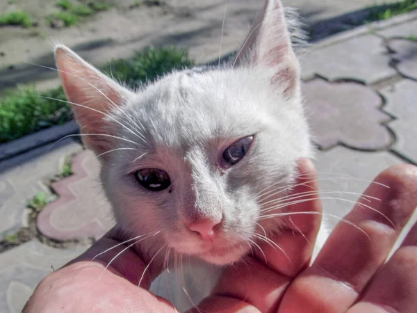 Liten Vacker Vit Katt Med Gula Ögon — Stockfoto
