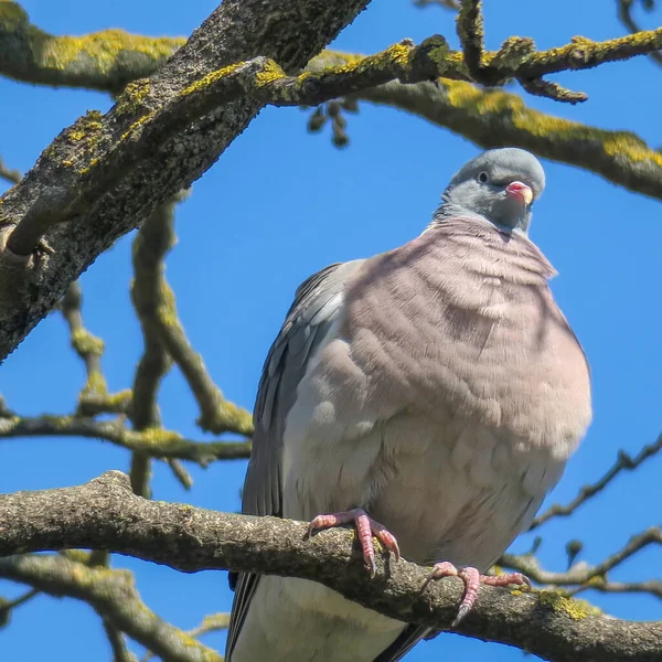 Baharda Parkta Vahşi Bir Güvercin — Stok fotoğraf