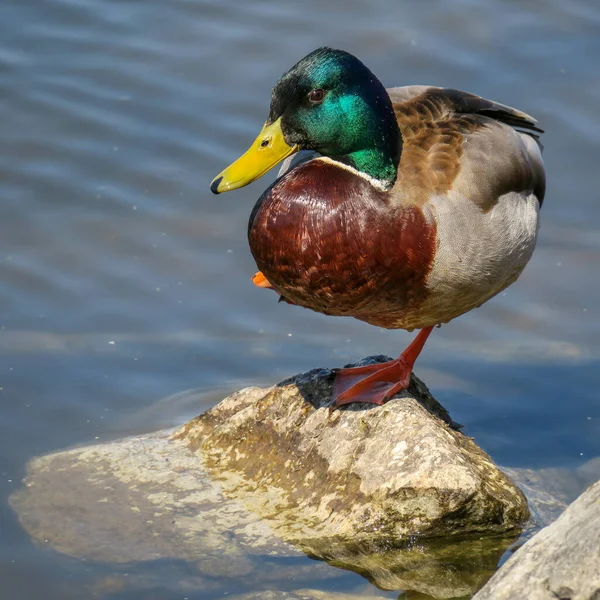 Pato Salvaje Está Parado Una Pata Junto Agua — Foto de Stock