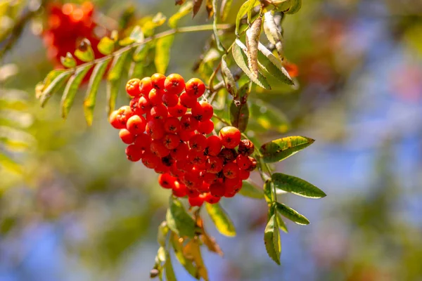 Κόκκινα Μούρα Rowan Φόντο Μπλε Ουρανού — Φωτογραφία Αρχείου