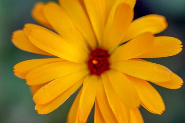 Flor Amarilla Con Pétalos Jardín —  Fotos de Stock