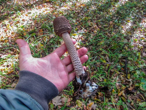 Finom Ehető Gomba Esernyő Amely Vegyes Erdők — Stock Fotó