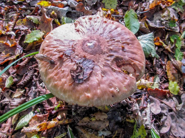 Délicieux Parapluie Champignons Comestibles Qui Pousse Dans Les Forêts Mixtes — Photo