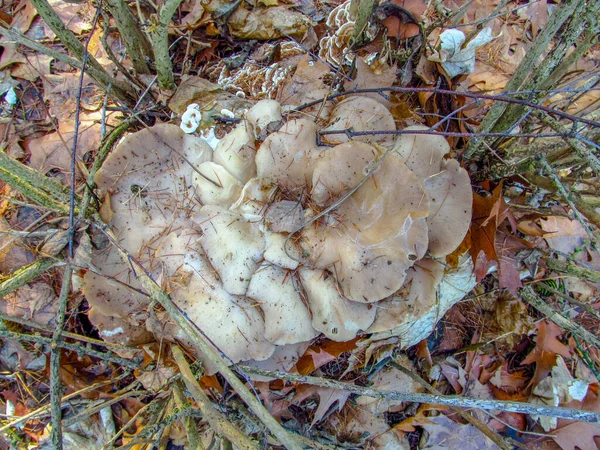 一种叫牡蛎蘑菇的食用菌 生长在一棵树上 — 图库照片