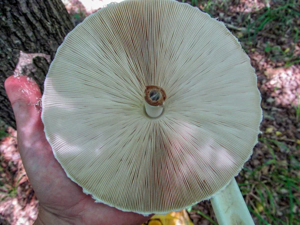 Delicious Edible Mushroom Umbrella Which Grows Mixed Forests — Stock Photo, Image