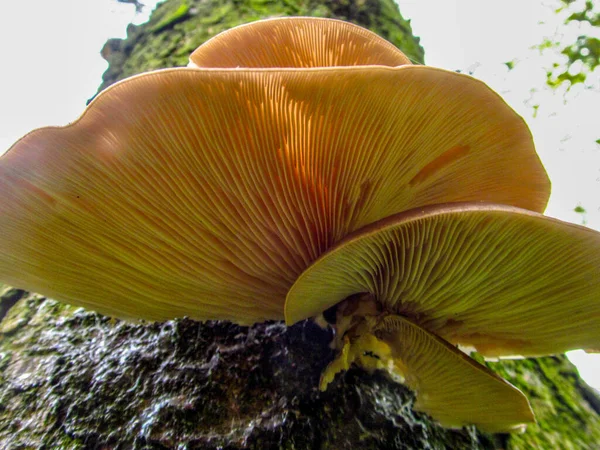 Edible Mushroom Called Oyster Mushroom Grows Tree — Stock Photo, Image