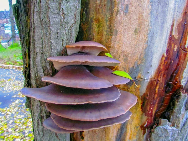 カキキノコと呼ばれる食用キノコと木に成長します — ストック写真