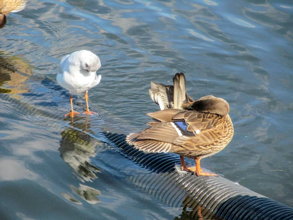 Pato Selvagem Gaivotas Brancas Água Ternopil Ucrânia — Fotografia de Stock