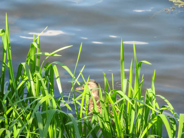 Kachur Sauvage Sur Eau Étang Ternopil Août — Photo