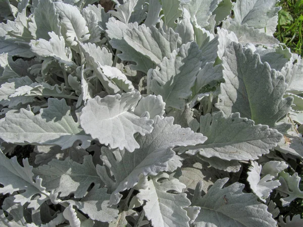 Vegetación Ornamental Verde Con Rocío Parterre Agosto —  Fotos de Stock