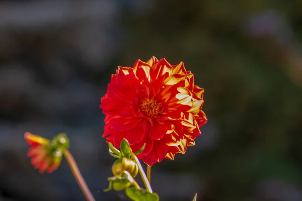 stock image Red flower with petals in the garden