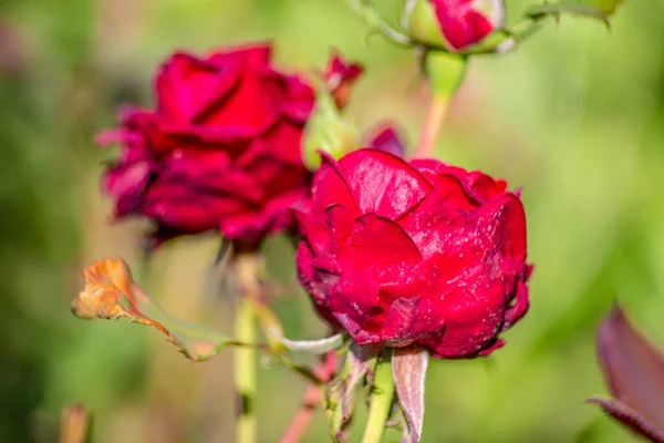 Czerwony Kwiat Płatkami Ogrodzie — Zdjęcie stockowe