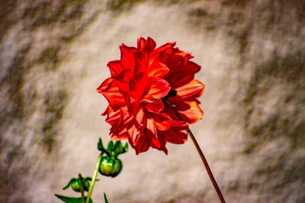 花园里缀着花瓣的红花 — 图库照片