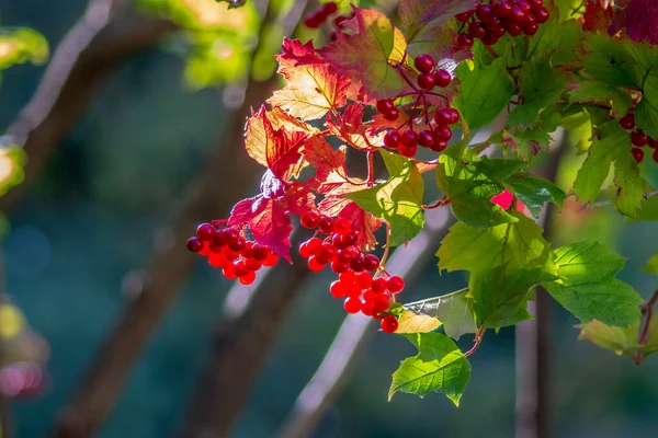 Czerwony Kwiat Płatkami Ogrodzie — Zdjęcie stockowe