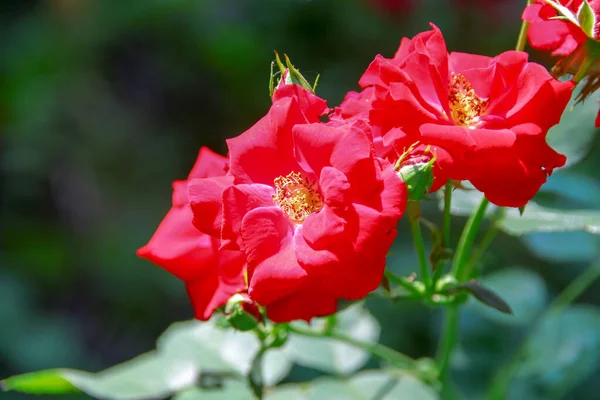 Lindas Flores Rosas Vermelhas Jardim — Fotografia de Stock