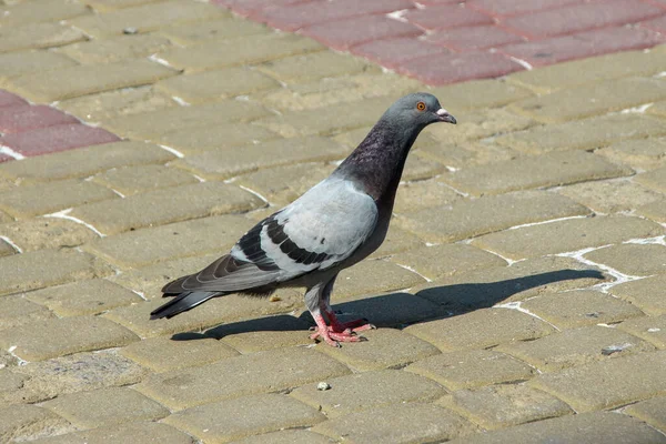 Asfaltta Mavi Bir Güvercin — Stok fotoğraf