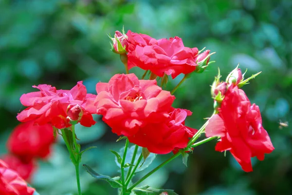 Vackra Blommor Röda Rosor Trädgården — Stockfoto