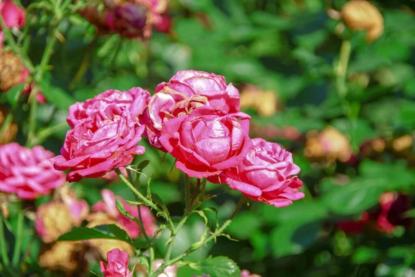 Lindas Flores Rosas Vermelhas Jardim — Fotografia de Stock