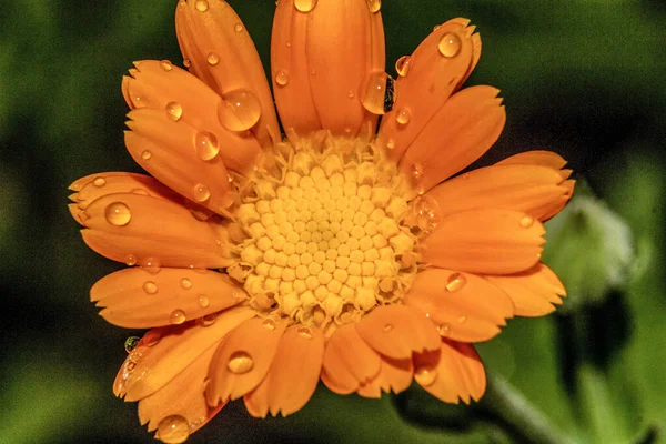 Macro Fotografía Una Flor Con Gotas Rocío Después Lluvia —  Fotos de Stock