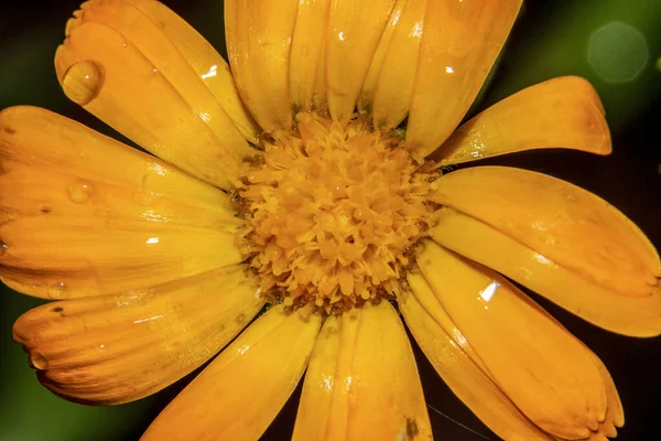 Macro Fotografía Una Flor Con Gotas Rocío Después Lluvia —  Fotos de Stock