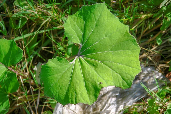 Green Burdock Grass Road — Stock Photo, Image