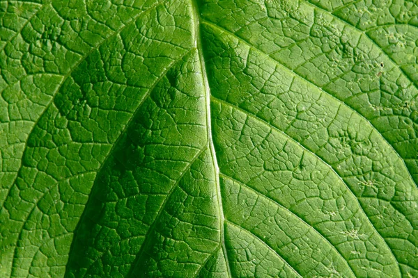 Зеленый Лопух Траве Дороги — стоковое фото
