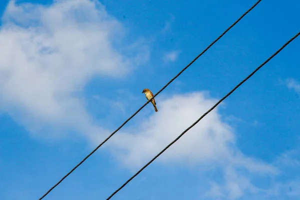 Power Lines Background Blue Sky — Stock Photo, Image