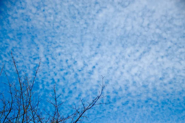 Trees Green Leaves Blue Sky — Stock Photo, Image