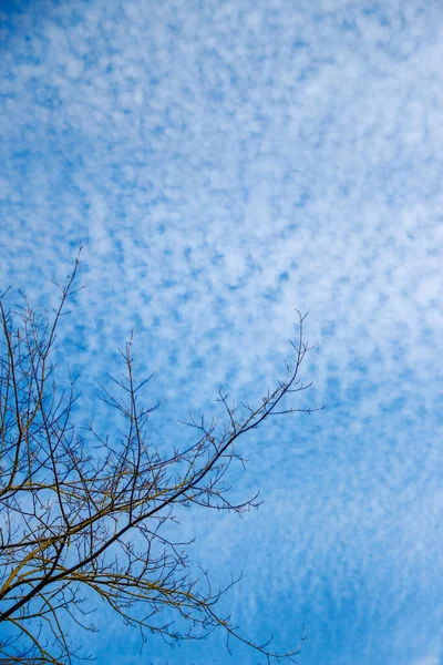 Trees Green Leaves Blue Sky — Stock Photo, Image