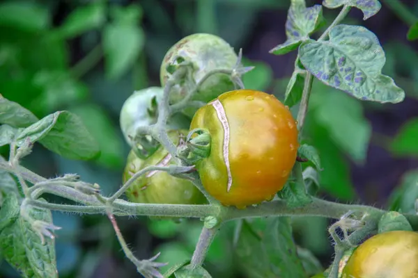 Grands Fruits Verts Délices Dans Jardin — Photo